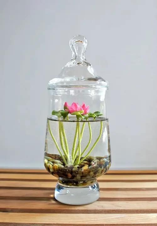 top Plants That Are Suitable for Indoor Water Gardens
