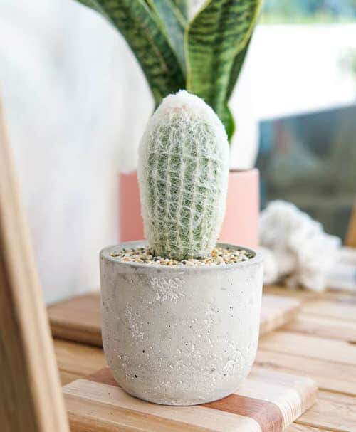 best Succulents White That You Can Grow