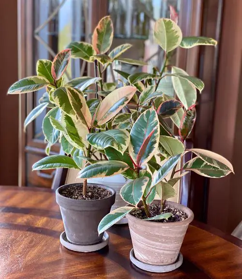 Worst Child Friendly Plants