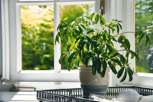 How Houseplants Make You Happy Plants Cut Down Noise Pollution