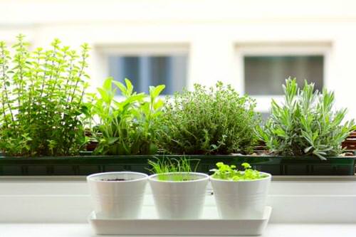 Herb Growing Secrets Only Experienced Gardeners Know