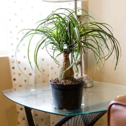 Plants That Can Grow Without Sunlight 