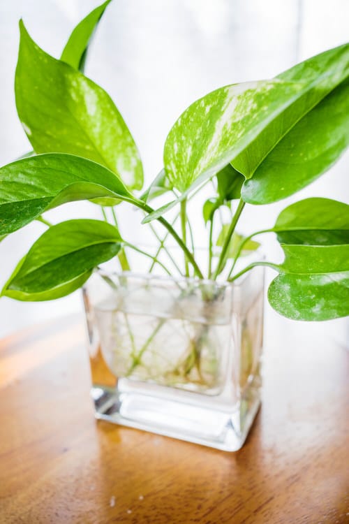 Plants You Could Grow in a Water Garden Indoors

