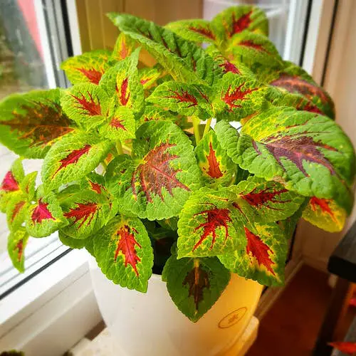 best Beautiful indoor plants that rival flower arrangements