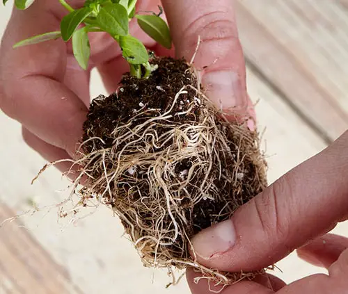 Prevent Rotting of Roots