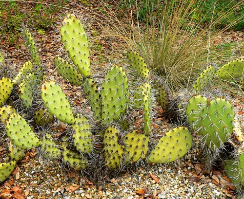 Planting Succulents in Sand