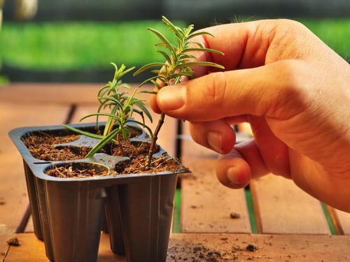 top Herb Growing Secrets Only Experienced Gardeners Know