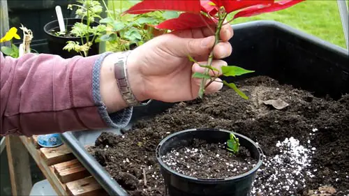 Propagating Poinsettias