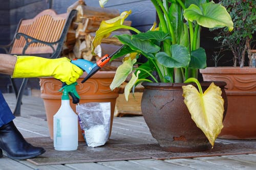 Bonus Points to Make Your Houseplants Look Clean and Tidy!