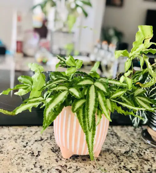 lovely Indoor Ferns