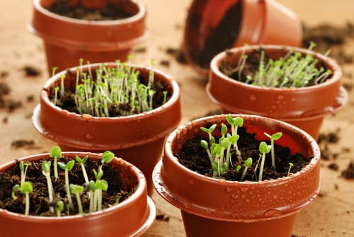 How Does Vodka Help in Seed Germination