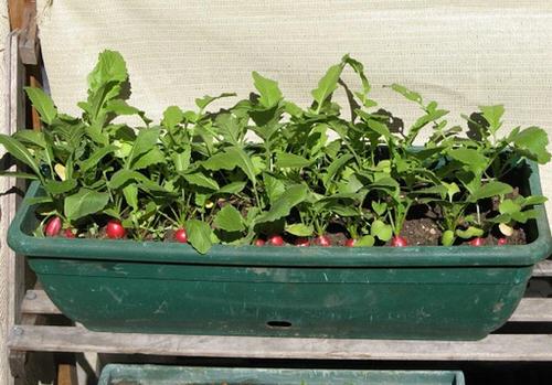 Plant a Container Vegetable Garden Rich in Vitamin C