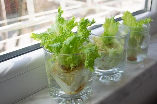 Requirements for Growing Bok Choy in Water