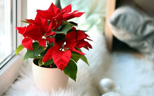 Poinsettia Care Tips & Growing Guide