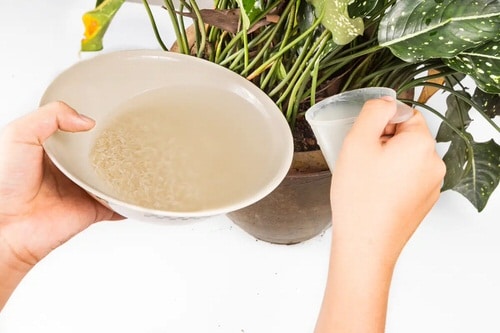 Scientifically Proven Rice Water Benefits for Plants