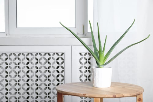 How to Get Thick Aloe Vera Leaves Right Temperature