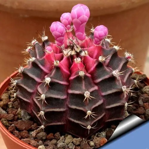 Unique & Rare Cactus 