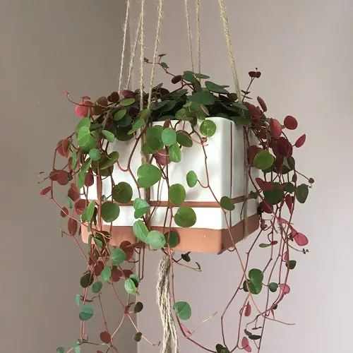 best Trailing Peperomias for Indoors