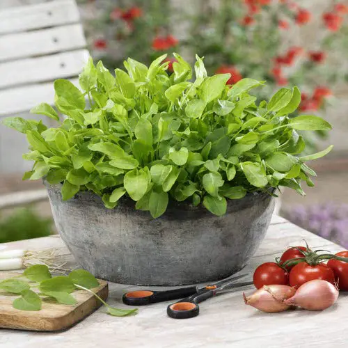 Establish a Vitamin C-Rich Container Vegetable Garden