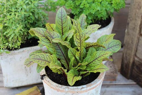 Amazing Establish a Vitamin C-Rich Container Vegetable Garden