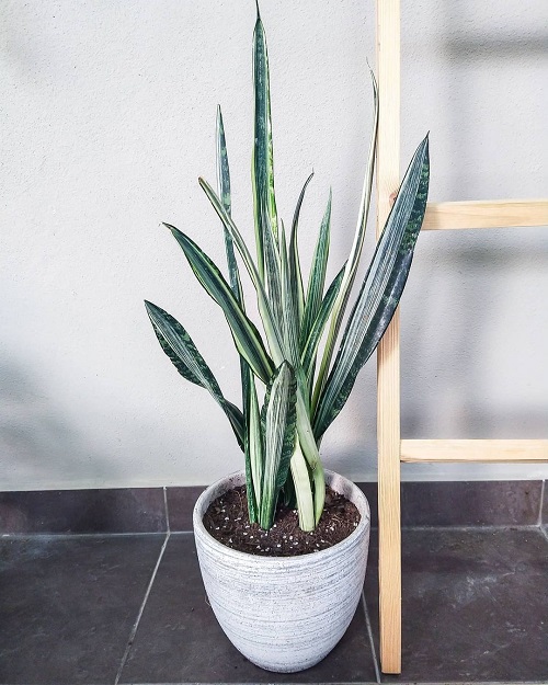 Types of Snake Plant -Sansevieria ‘Bantel’s sensation’