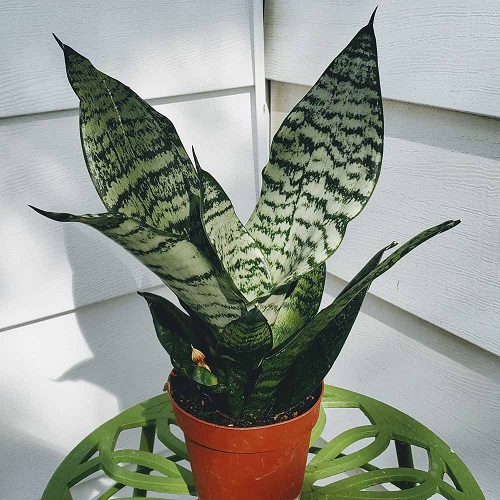 Types of Snake Plant- Sansevieria ‘Futura robusta’