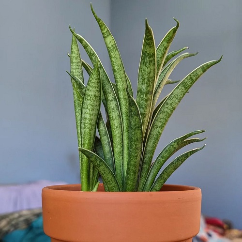 Types of Snake Plant-Sansevieria Parva ‘Kenya Hyacinth’