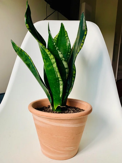 Types of Snake Plant-Sansevieria Whitney