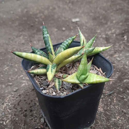 Types of Snake Plant-Sansevieria ballyi