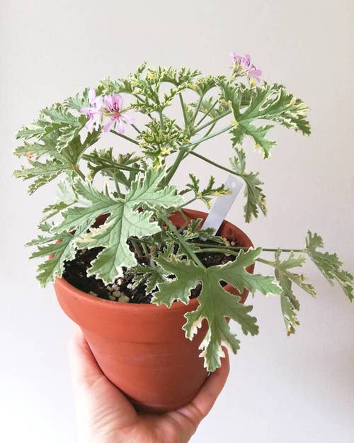 top Fanciest Types of Geraniums