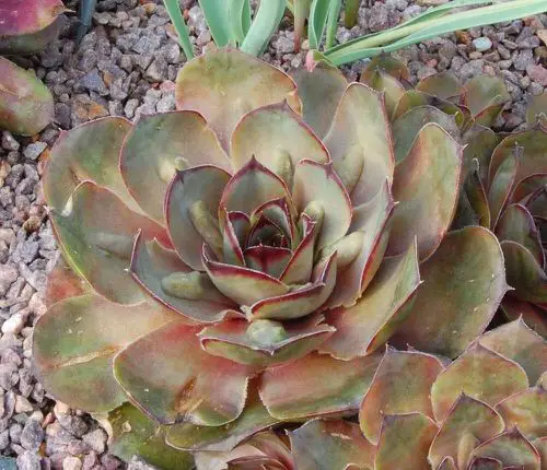 Types of Sempervivums 3