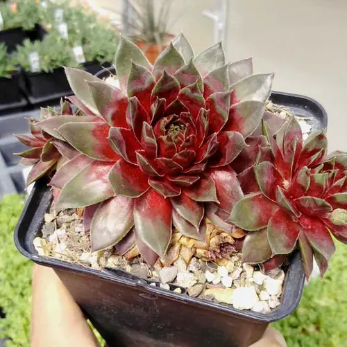 Hens and Chicks Varieties 8