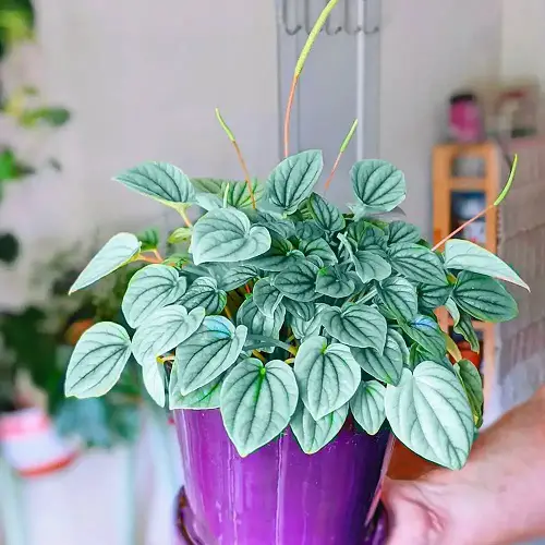 best varieties of Peperomia for indoor gardens