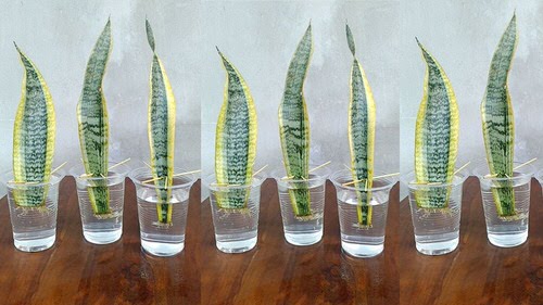 How to Grow Snake Plants in Water?