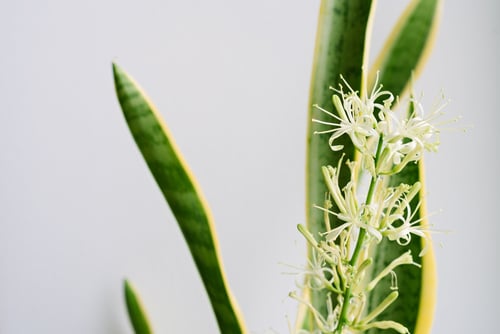 Snake Plant Flower Appearance