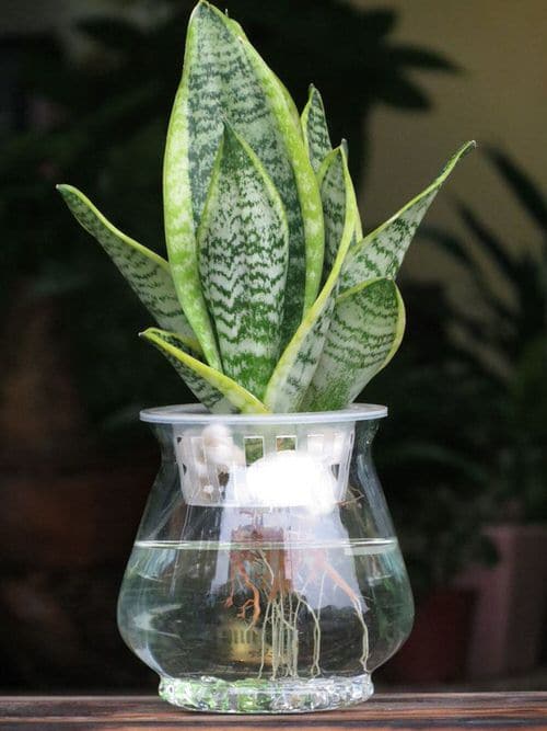 Plants That You Can Keep in Your Indoor Water Garden
