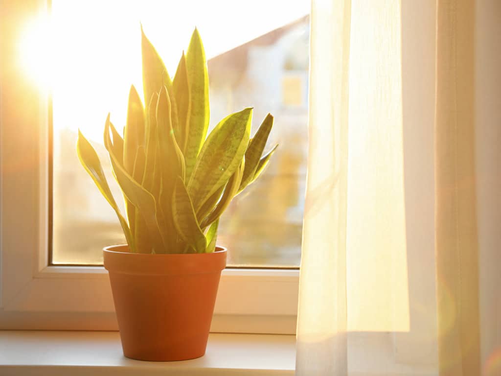 How to Get a Snake Plant to Bloom-How Long Do Snake Plant Blooms Last