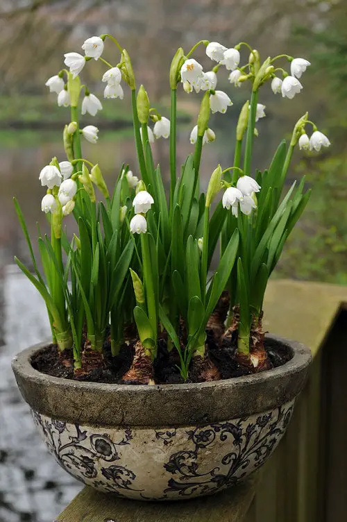 Best Christmas Flower Bulbs in pot
