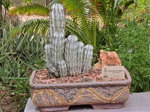 top best Succulents White That You Can Grow