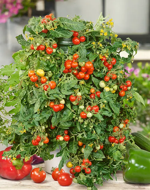 top Container Garden with Vitamin C Vegetables