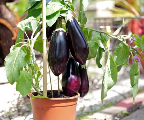 best Establish a Vitamin C-Rich Container Vegetable Garden