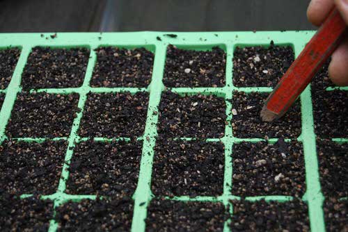 Pencil Uses in the Garden