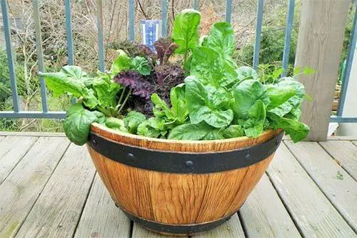 best Edible Plants that Grow in Shade