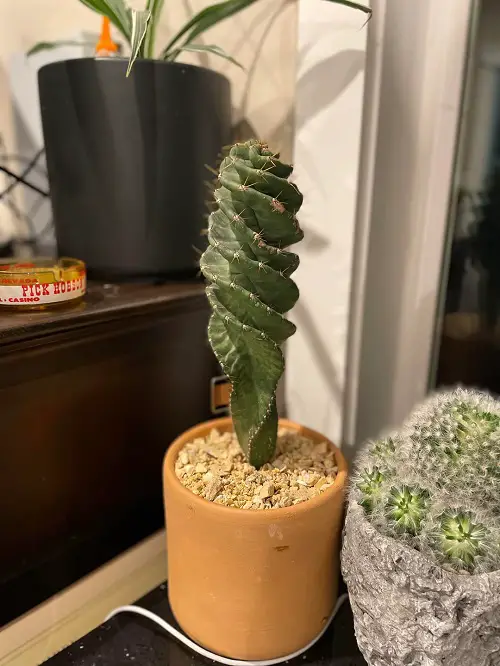 Spiral Cactus
