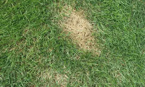 Save Your Garden Grass from Dog Urine