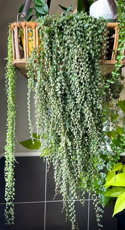 Top Trailing Peperomia Plants for Indoor Growth