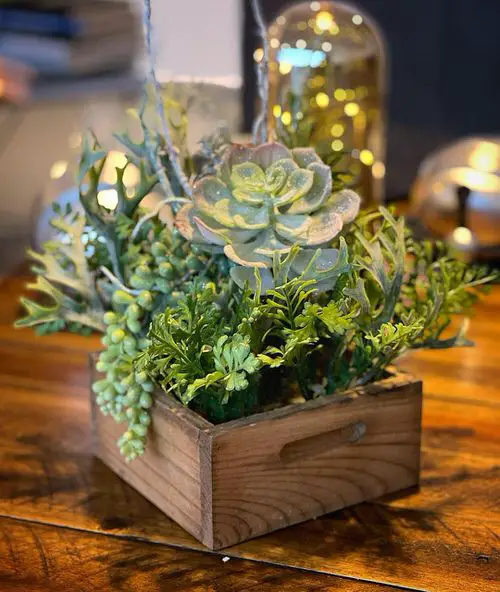 Eye-Catching Succulent Christmas Small Wooden Box