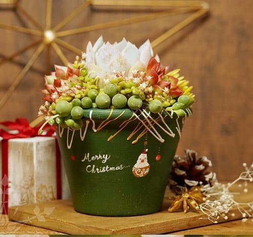 Green Succulents Bowl