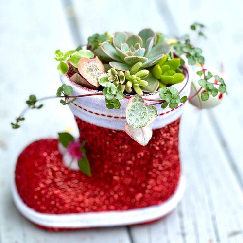 Echeveria on Top of Christmas Boots!