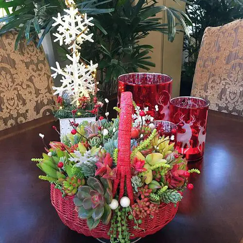 Succulent Basket